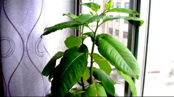 请求大家帮忙看看是西洋参 还是别的植物 是否有价值