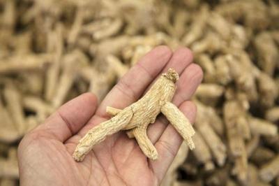 西洋参的功效有哪些?什么人不适合吃?一文说清