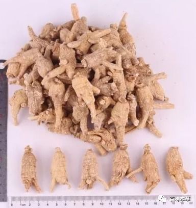 西洋参的历史产区及品质评价沿革