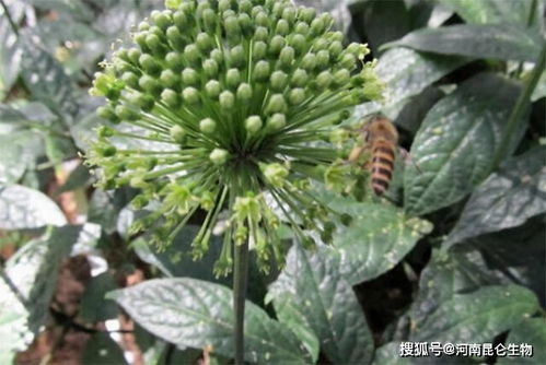 中药材西洋参上什么肥料产量高 西洋参用什么肥料长根 西洋参追肥用什么肥料
