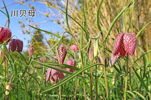 西洋参和人参外形区别图片 39健康网