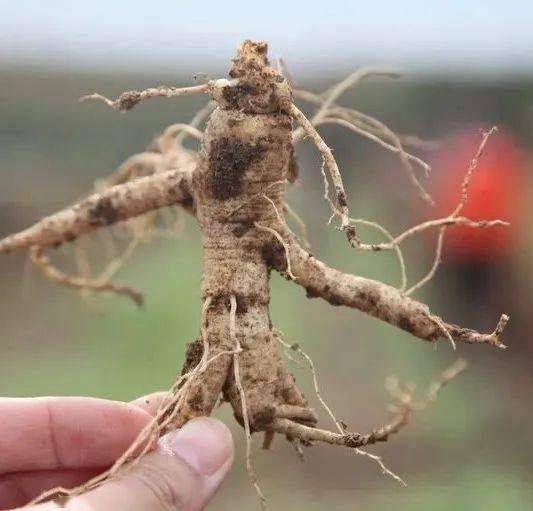文登西洋参 参 情藏沃土