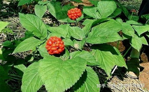 中药材西洋参用什么肥料长根 西洋参适合施什么肥料 西洋参根部膨大用 昆仑风