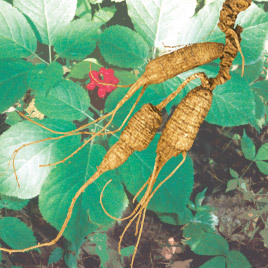 许氏洋参 西洋参的卓越代表与养生佳品