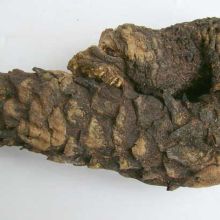 西洋参 自然馈赠的健康瑰宝