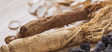 秋冬养生西洋参，泡水饮用三好处，巧搭三物效更优