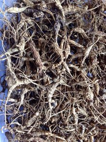 野山西洋参 自然馈赠的珍贵补益之品