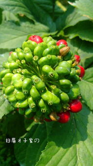 夏日清润珍品 探秘西洋参与西洋参花蕾茶的滋补之道